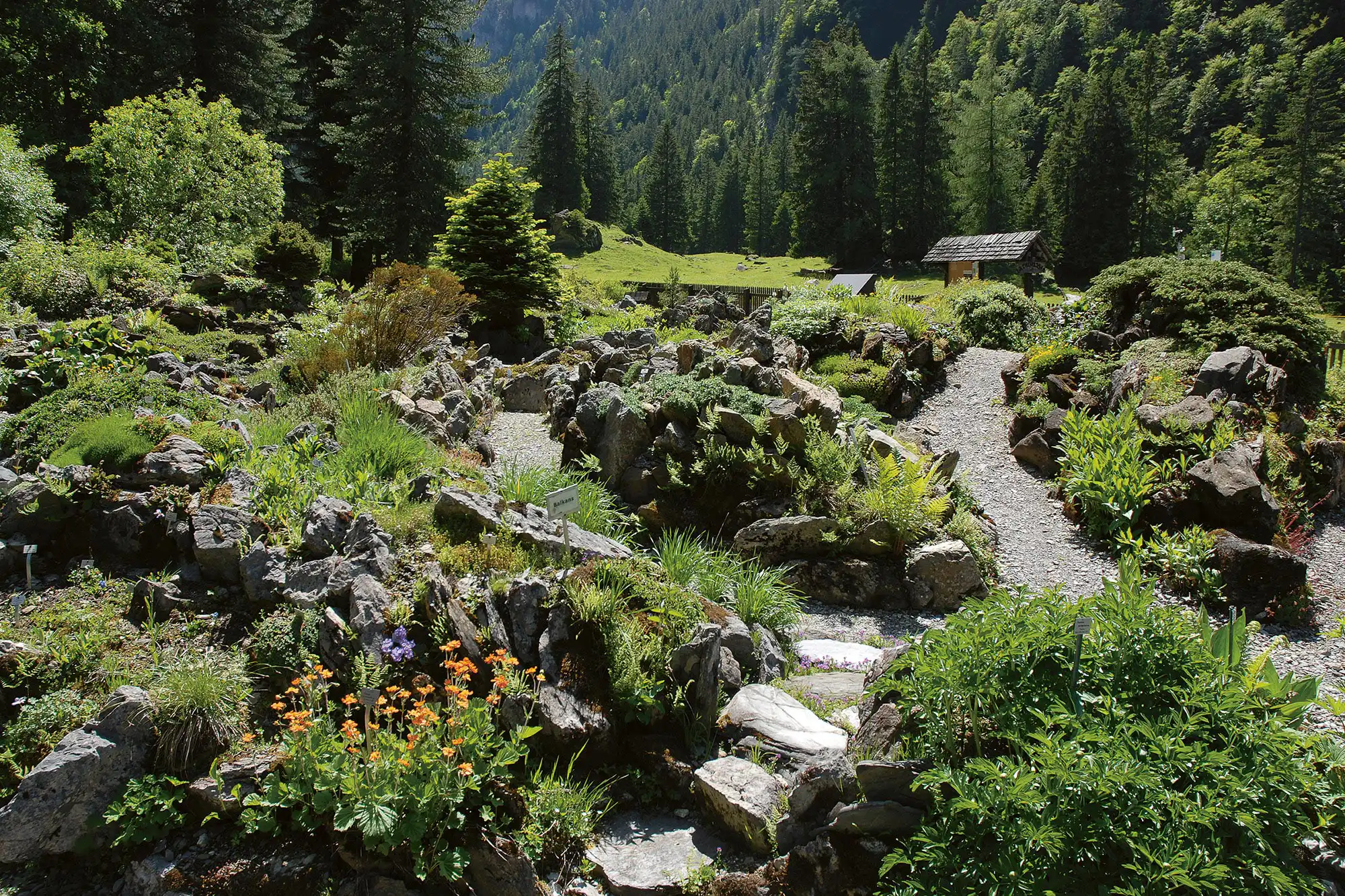 Le Jardin botanique de Pont de Nant, trésor alpin